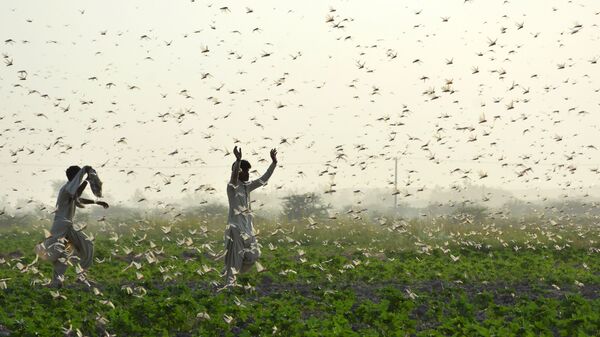 Фермеры во время нашествия саранчи в Пакистане - Sputnik Узбекистан