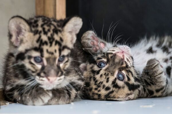 Детеныши леопарда в зоопарке Мюлуз, Франция - Sputnik Узбекистан