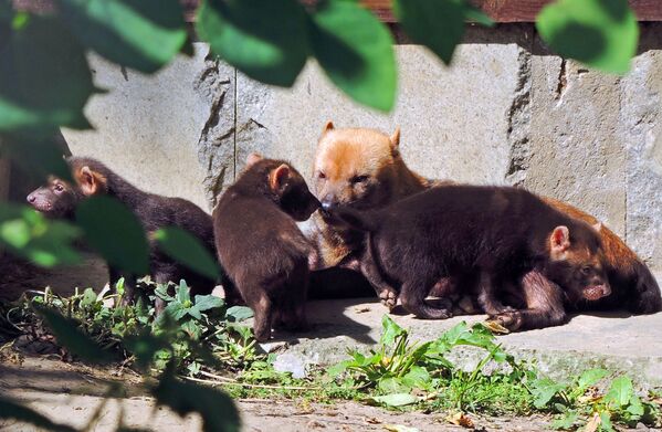 Самка кустарниковой собаки по кличке Фрея со своими детенышами в вольере Московского зоопарка - Sputnik Узбекистан