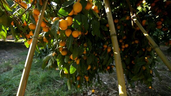 От мандаринового дерева до прилавка: как выращивают новогодний фрукт - Sputnik Узбекистан
