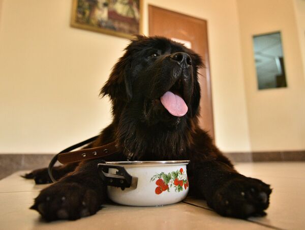 Даша Яицкая со щенком ньюфаундленда, подаренным президентом РФ В.Путиным Даша Яицкая со щенком ньюфаундленда, подаренным президентом РФ В.Путиным - Sputnik Узбекистан