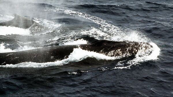 Это один из самых крупных и спокойных усатых китов - Sputnik Ўзбекистон