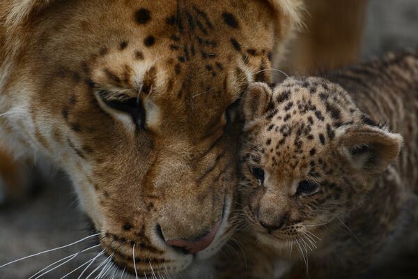 Лигрица впервые показала  детенышей гостям Новосибирского зоопарка - Sputnik Узбекистан