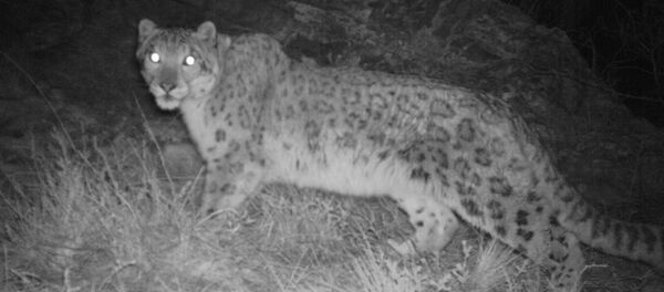 Фотография барса, сделанная фотоловушкой - Sputnik Узбекистан