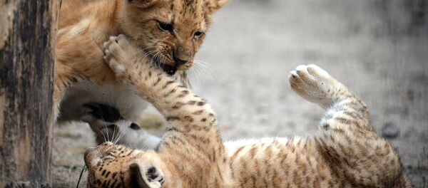 Лигрята в вольере зоопарка - Sputnik Узбекистан