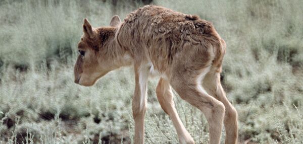 Сайгак — степная антилопа - Sputnik Узбекистан