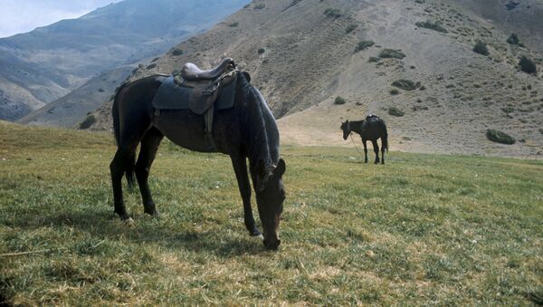 Кони на высокогорном пастбище в Чактальском заповеднике - Sputnik Узбекистан