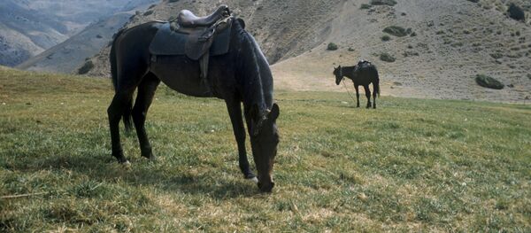 Кони на высокогорном пастбище в Чактальском заповеднике - Sputnik Узбекистан