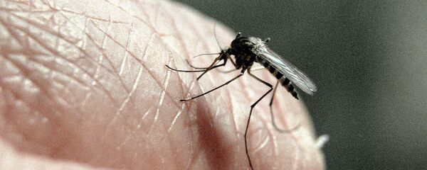 Кровососущий комар - Sputnik Узбекистан