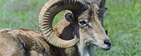 Қўриқхонадаги тоғ эчкиси. Қўриқхонадаги тоғ эчкиси. - Sputnik Ўзбекистон