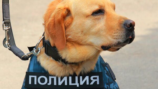Служебная собака кинологической службы МВД России - Sputnik Узбекистан
