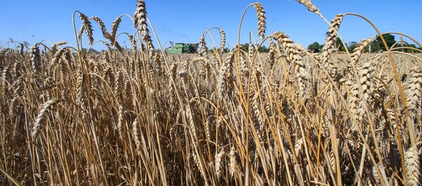 Уборка пшеницы - Sputnik Узбекистан