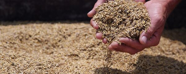 Уборка зерновых Уборка зерновых - Sputnik Ўзбекистон