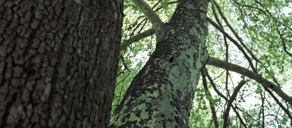 Чинары Чинары - Sputnik Узбекистан