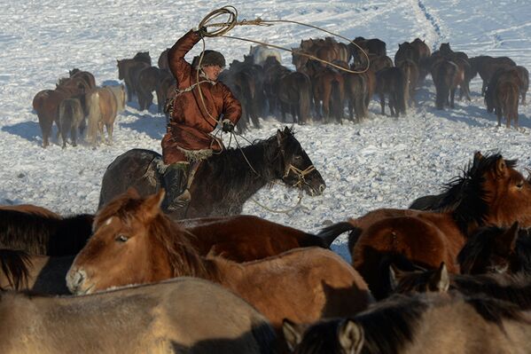 Развитие коневодства в Туве - Sputnik Узбекистан