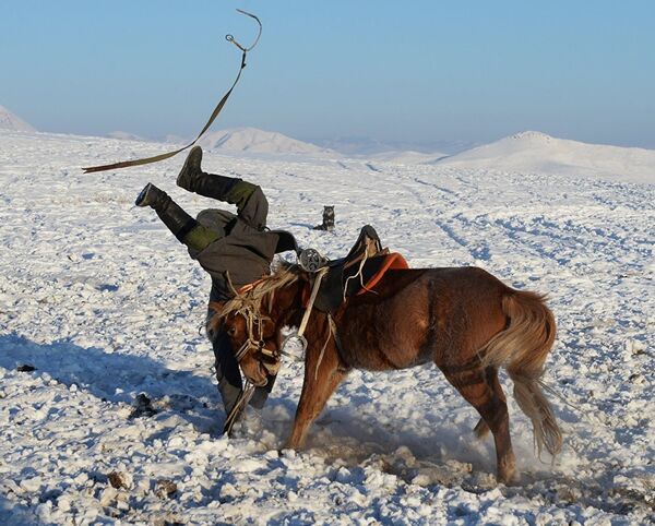 Развитие коневодства в Туве - Sputnik Узбекистан