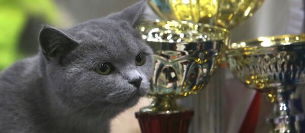 Выставка кошек и котов - Sputnik Узбекистан