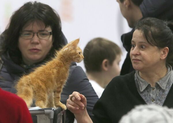 Выставка кошек и котов в конгрессно-выставочном центре Сокольники в Москве - Sputnik Узбекистан