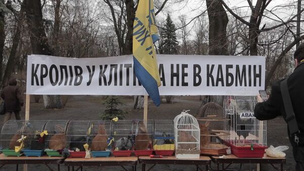 Барабаны, чучело Яценюка и клетки с кроликами на митинге в Киеве - Sputnik Узбекистан