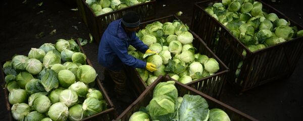 Карам етиштириш Карам етиштириш - Sputnik Ўзбекистон