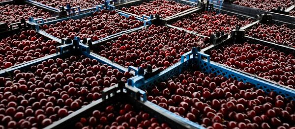 Гилос тўла ящиклар Гилос тўла ящиклар - Sputnik Ўзбекистон