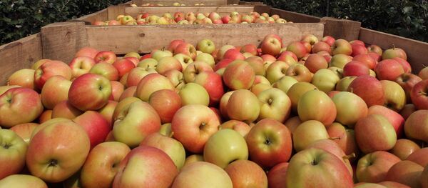 Олма терими Олма терими - Sputnik Ўзбекистон