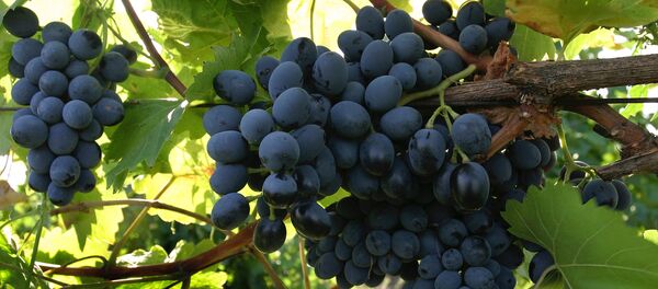 Сбор урожая винограда - Sputnik Узбекистан