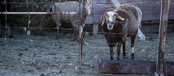 Овцы в загоне Овцы в загоне - Sputnik Ўзбекистон