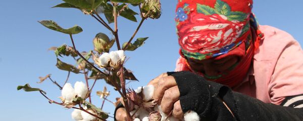 Пахта теримчиси - Sputnik Ўзбекистон