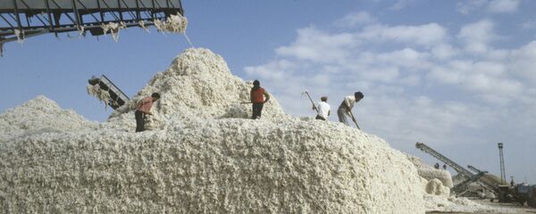 Уборка хлопчатника Уборка хлопчатника - Sputnik Ўзбекистон