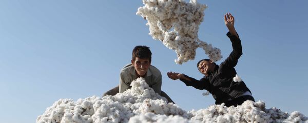 Пахта терими Пахта терими - Sputnik Ўзбекистон