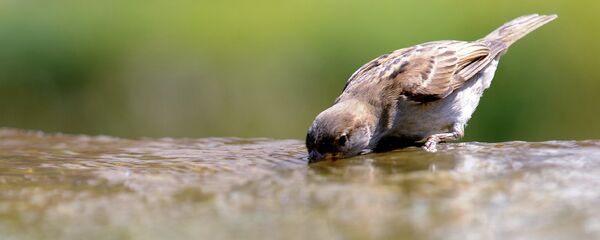 Жара Жара - Sputnik Ўзбекистон