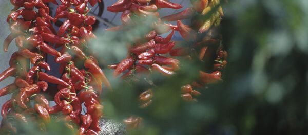 Перец красный острый Перец красный острый - Sputnik Ўзбекистон