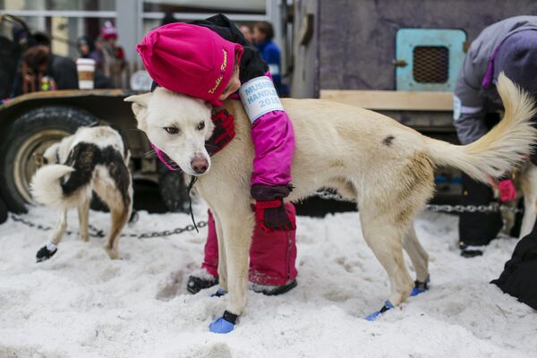 Ежегодные гонки на собачьих упряжках в Аляске - Sputnik Узбекистан