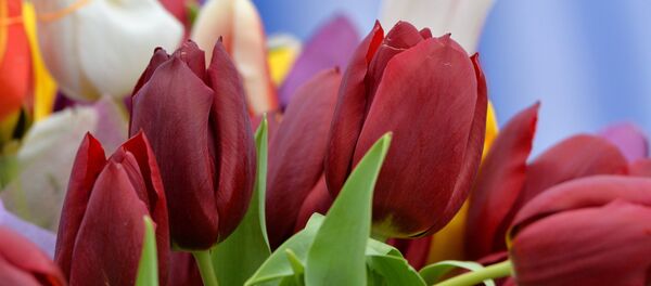 Цветы к 8 Марта Цветы к 8 Марта - Sputnik Узбекистан