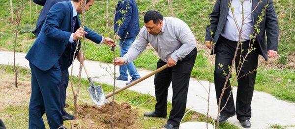 Акция по посадке деревьев Акция по посадке деревьев - Sputnik Узбекистан