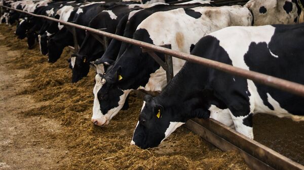 Коровы черно-пестрой породы на племенном заводе  - Sputnik Узбекистан