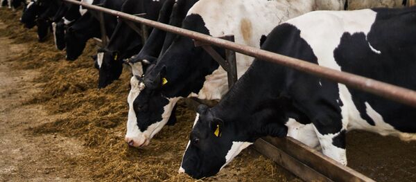 Коровы черно-пестрой породы на племенном заводе Коровы черно-пестрой породы на племенном заводе - Sputnik Ўзбекистон