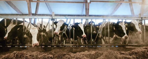 Коровы в стойле животноводческого комплекса - Sputnik Узбекистан