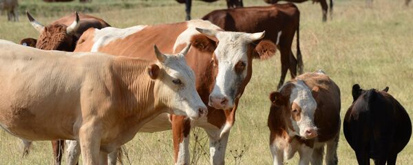 Fermerskoe xozaystvo Fermerskoe xozaystvo - Sputnik O‘zbekiston