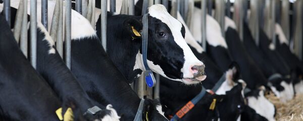 Ферма Ферма - Sputnik Ўзбекистон