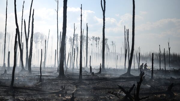 Последствия лесного пожара - Sputnik Узбекистан