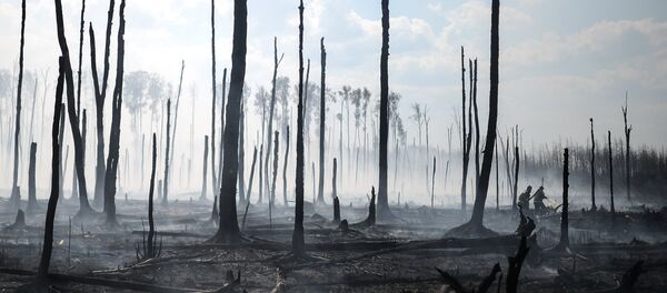 Последствия лесного пожара - Sputnik Узбекистан