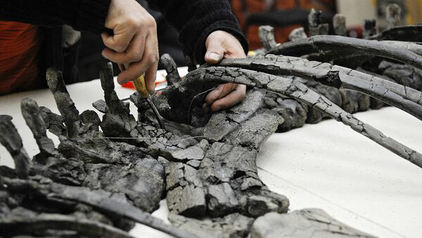 Палеонтолог восстанавливает по фрагментам скелет динозавра - Sputnik Узбекистан