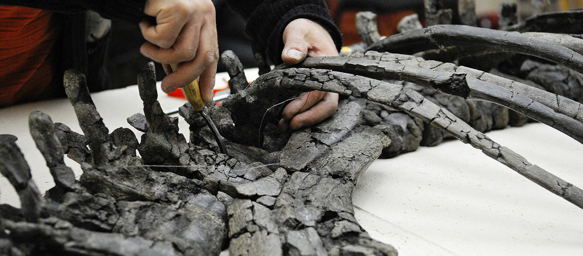 Палеонтолог восстанавливает по фрагментам скелет динозавра - Sputnik Узбекистан, 1920, 05.06.2020