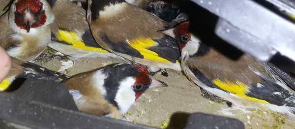 Декоративные щеглы Декоративные щеглы - Sputnik Узбекистан