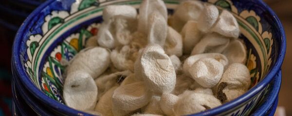 Коконы тутового шелкопряда - Sputnik Узбекистан