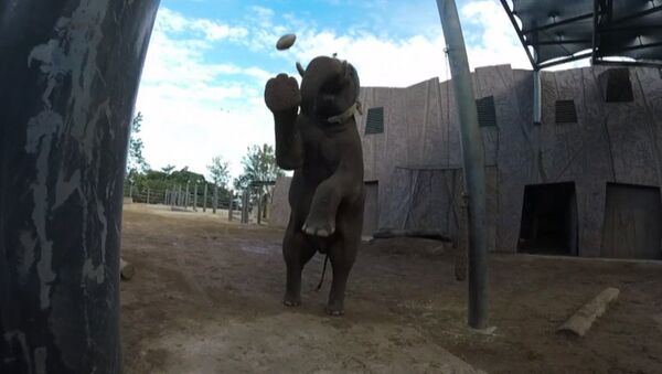 Слон в Сиднее отфутболил мяч для регби и снял удар на камеру - Sputnik Узбекистан