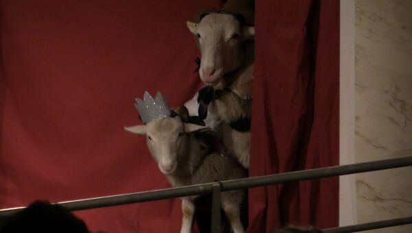 Блеяние ягнят: овцы сыграли Короля Лира на сцене театра в Лондоне - Sputnik Узбекистан