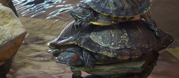 Черепахи в экзотариуме - Sputnik Узбекистан